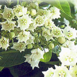 Melaka’s Official Flower